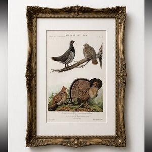 🖤 Antique Ornithological Bird Print Original home decor vintage 100 years old